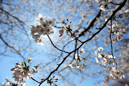 2012/4 Cherry blossom＠千鳥ヶ淵-19