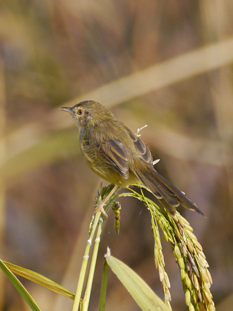 ハイムネハウチワドリ(Grey-breasted Prinia) P1050472_R
