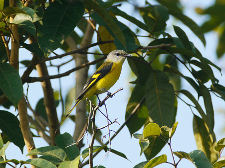 ベニサンショウクイ(♀)Grey-chinned Minivet P1060012_R