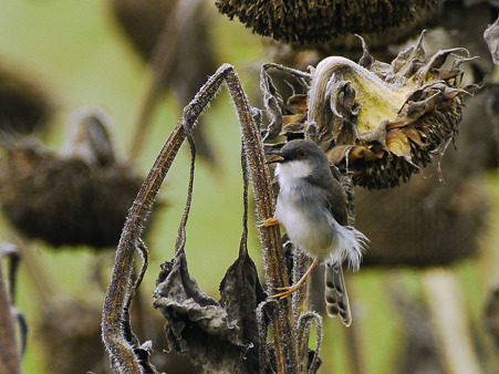 ハイムネハウチワドリ(Grey-breasted Prinia)P1050663_R