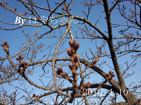 2012.4.10 桜
