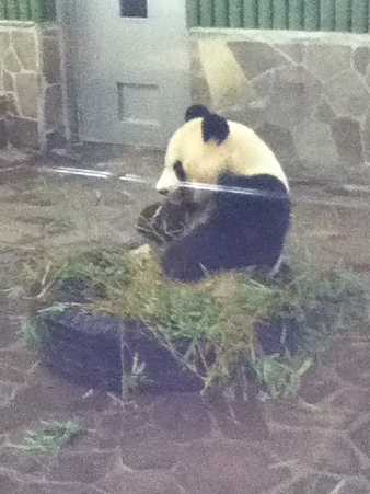 20110827王子動物園(4)