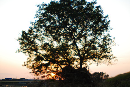 影の木と落日-Shade trees and sunset-