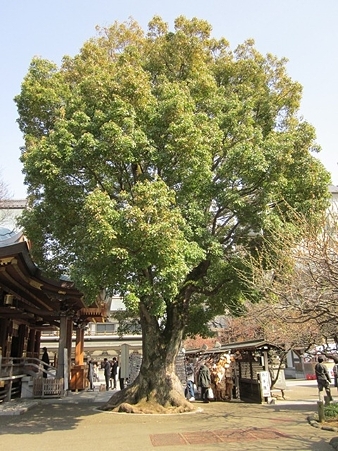 神木