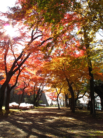 盛岡城跡公園(岩手公園)にて・2