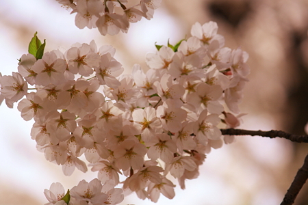 ハートの桜みっけ。
