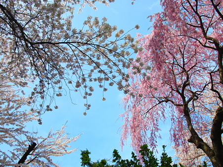 満開のしだれ桜とソメイヨシノ