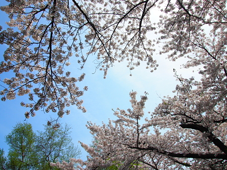 満開の桜を見上げる