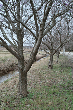 Trees03112012dp2-01