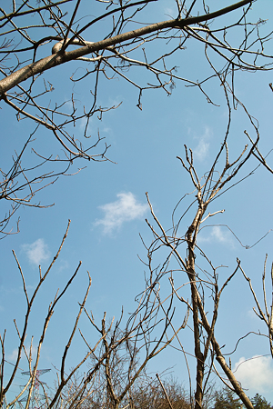 tree03142012dp2-05