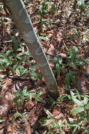 tree03142012dp2-02