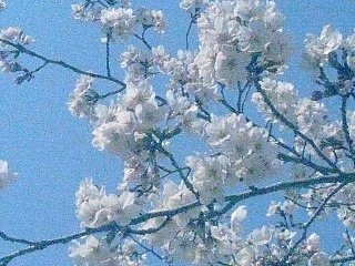 SBSC0794