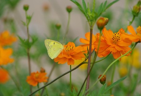 IMGP9946_0731
