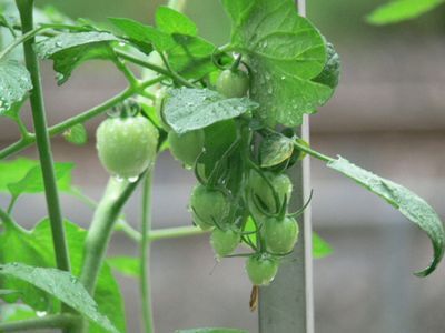 ベリートマト第2果房