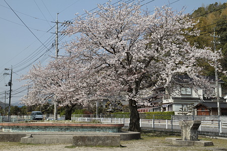 近くの公園