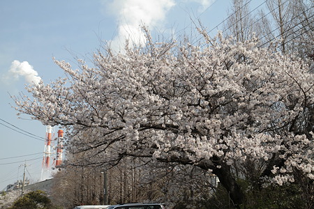 会社近くの桜　その２