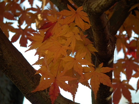 紅葉 373
