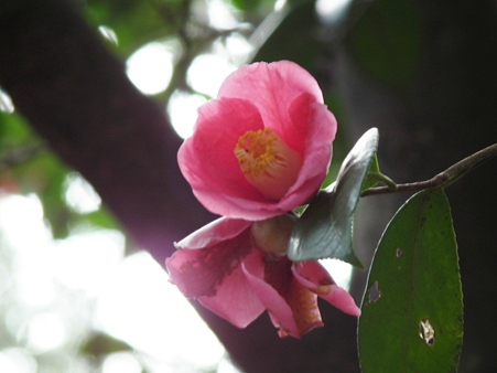 DSCF0186