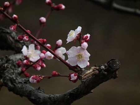 DSCF0014