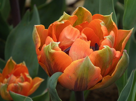 DSCF0242