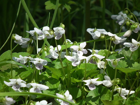 DSCF0071