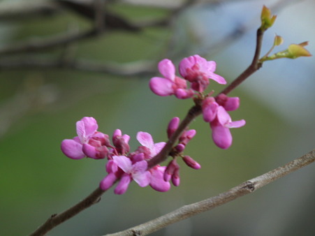 DSCF0252