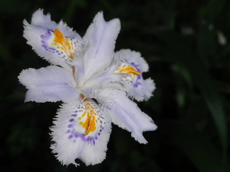 IMGP0096