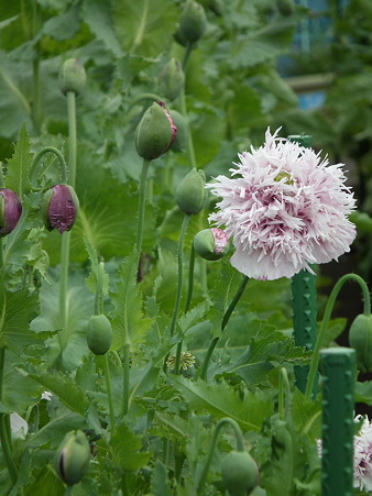 DSCF0220