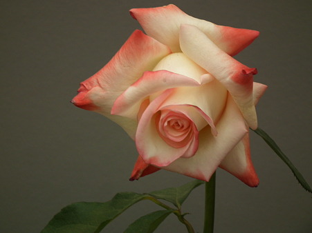 DSCF0740