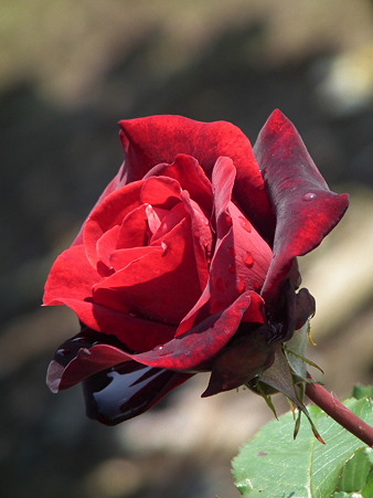 DSCF0202