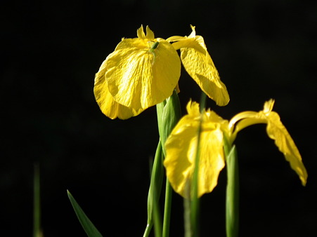 DSCF0629
