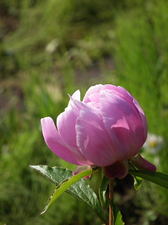DSCF0456