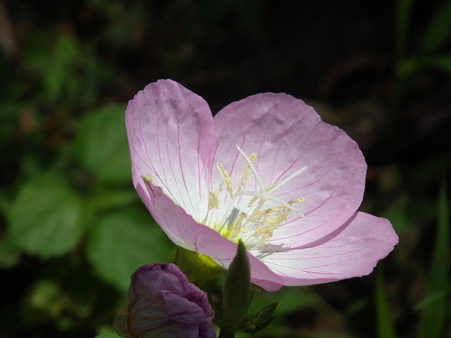 DSCF0351