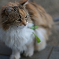Photos: お澄まし猫