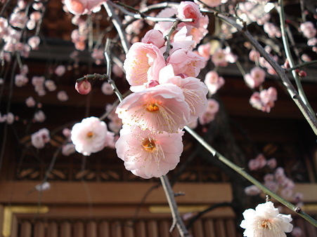 湯島天神 梅