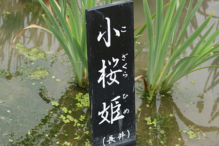 花菖蒲　小桜姫
