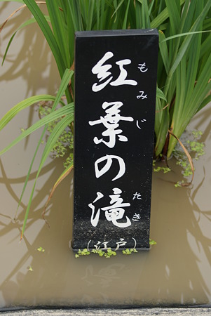 花菖蒲　紅葉の滝