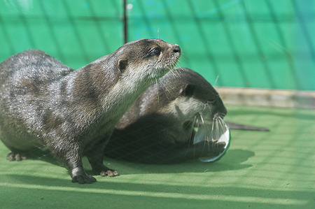 tokyowildlife110924109