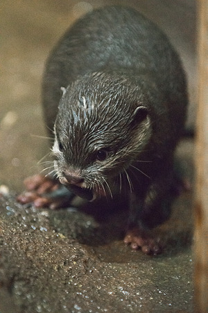 notojima120204070