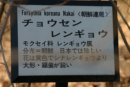 チョウセンレンギョウ