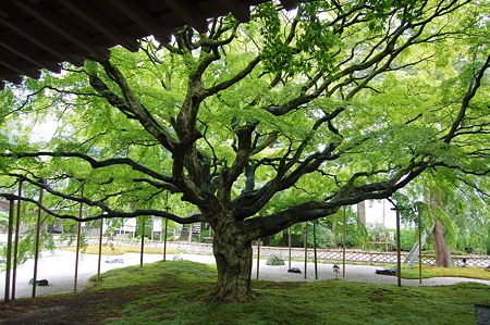 2011年08月14日_DSC_1037雷山千如寺大悲王院