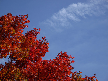 秋の空