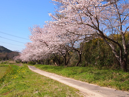 2012 桜 延岡
