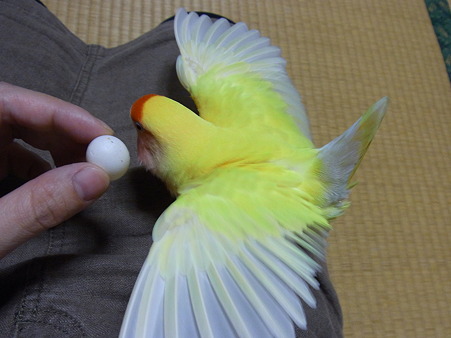 たまごキライ?4