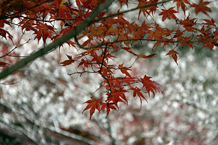 小原の紅葉と四季桜