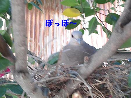 ハトさん