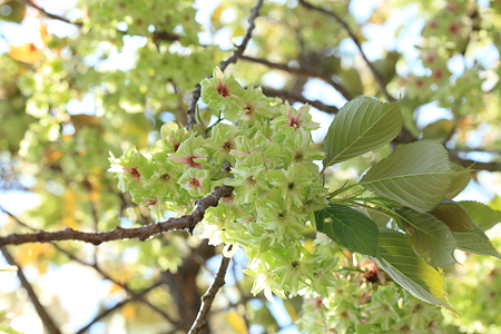 緑の桜　御衣黄