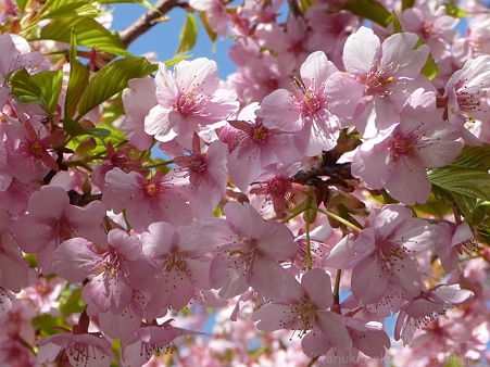 120329-松田山 河津桜 (13)