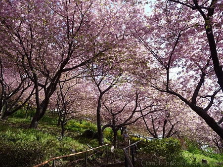 120329-松田山 河津桜 (14)