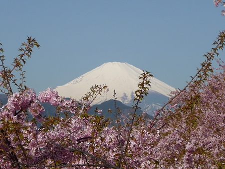 120329-松田山 河津桜 (22)